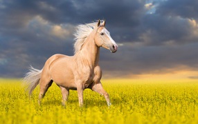 Красивая лошадь скачет по полю с желтыми цветами на фоне красивого неба