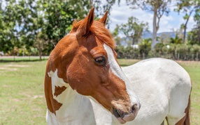 Бело -коричневая лошадь на ферме