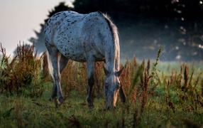 Белая пятнистая лошадь пасется на траве