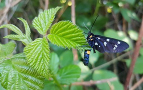 Красивая черная бабочка  сидит на зеленом листе малины