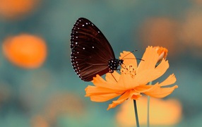 A beautiful butterfly sits on an orange flower of the Cosmos
