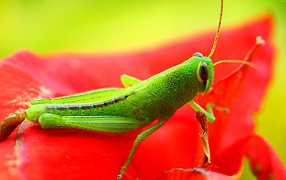 A beautiful green grasshopper sits on a red flower