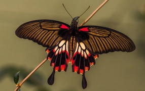 A beautiful multicolored butterfly sits on a thin branch