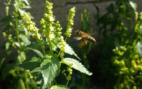 A bee sits on a green plant