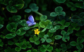 Маленькая голубая бабочка сидит на зеленом листе