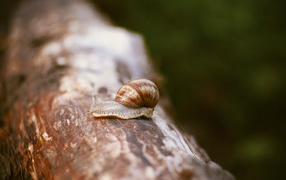 A snail sits on a dry trunk of a tree