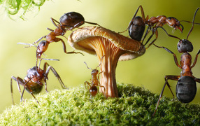 Ants on the mushroom close-up