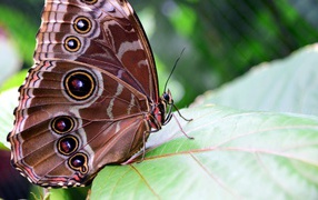 Красивая бабочка Морфо Пелеида на листе 