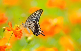 Beautiful butterfly butterfly sits on an orange flower