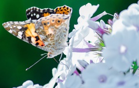 Красивая бабочка на нежном цветке 