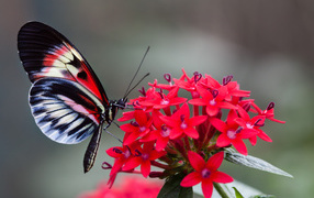Красивая бабочка на красном цветке