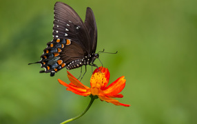 Beautiful butterfly sits on an orange flower