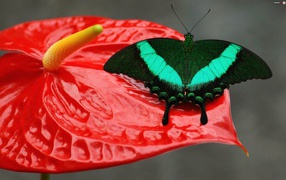 Beautiful green butterfly sitting on a red flower