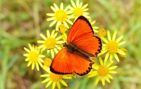 Красивая оранжевая бабочка сидит на желтом цветке