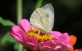 Красивая белая бабочка сидит на розовом цветке