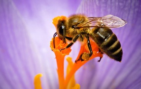 Bee collects nectar from a close-up flower