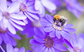 Пчела на красивом сиреневом цветке