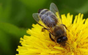 Пчела на желтом одуванчике крупным планом 