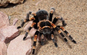 Big dangerous spider tarantula