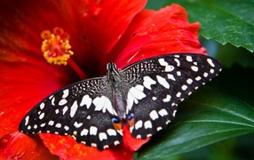 Black and white butterfly on a red hibiscus flower