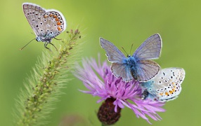Blue butterflies on a pink flower