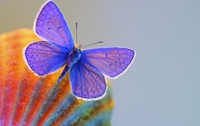 Blue butterfly close-up