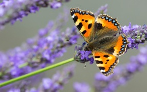 Коричневая бабочка сидит на лавандовом цветке 