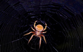 Коричневый паук на паутине 