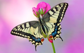 Butterfly Mahaon on a pink flower