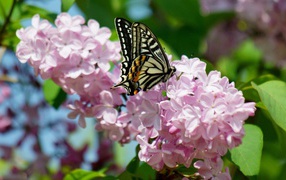 Butterfly machaon on a branch of a pink lilac