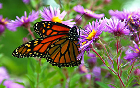 Butterfly monarch sits on a lilac autumn flower