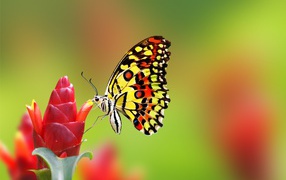 Butterfly sits on a red ginger flower