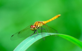 Dragonfly sits on a green leaf close-up photo
