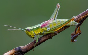 Зеленый кузнечик на ветке крупным планом 