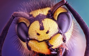 Head of a wasp close up