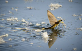 Насекомое Палингения длиннохвостая в воде 
