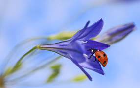 Ladybird on a lilac flower