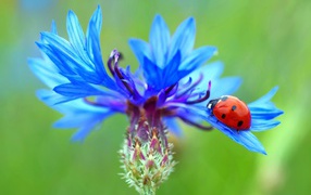 Ladybug sits on a blue cornflower