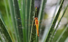 Orange dragonfly on a green leaf