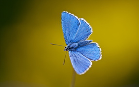 Маленькая голубая бабочка крупным планом