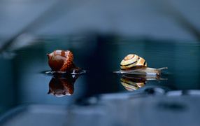 Snail and acorn lie on wet ground