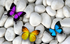 Three multicolored butterflies on white stones