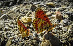 Two butterflies sit on a stone close-up