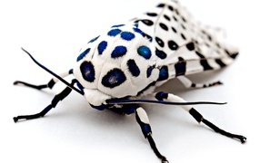 Unusual giant leopard moth on a white background