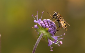 Wasp is sitting on a beautiful violet flower