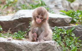 Charming little Japanese macaque sitting on a rock