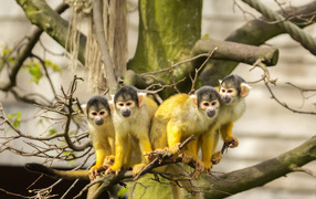Четыре обезьянки породы Саймири на ветке