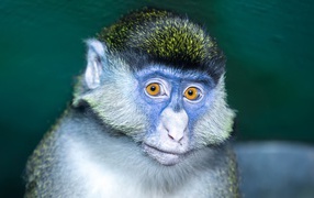 Monkey with a blue face