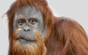 The look of a large female orangutan