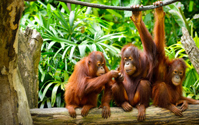 The orangutan family sits on a branch
